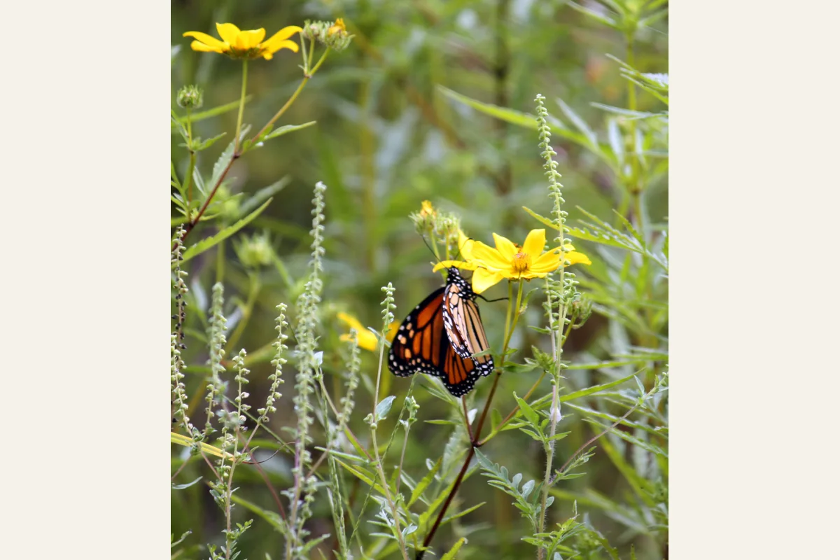 Photograph of a monarch butterfly with its wings open on a flower.