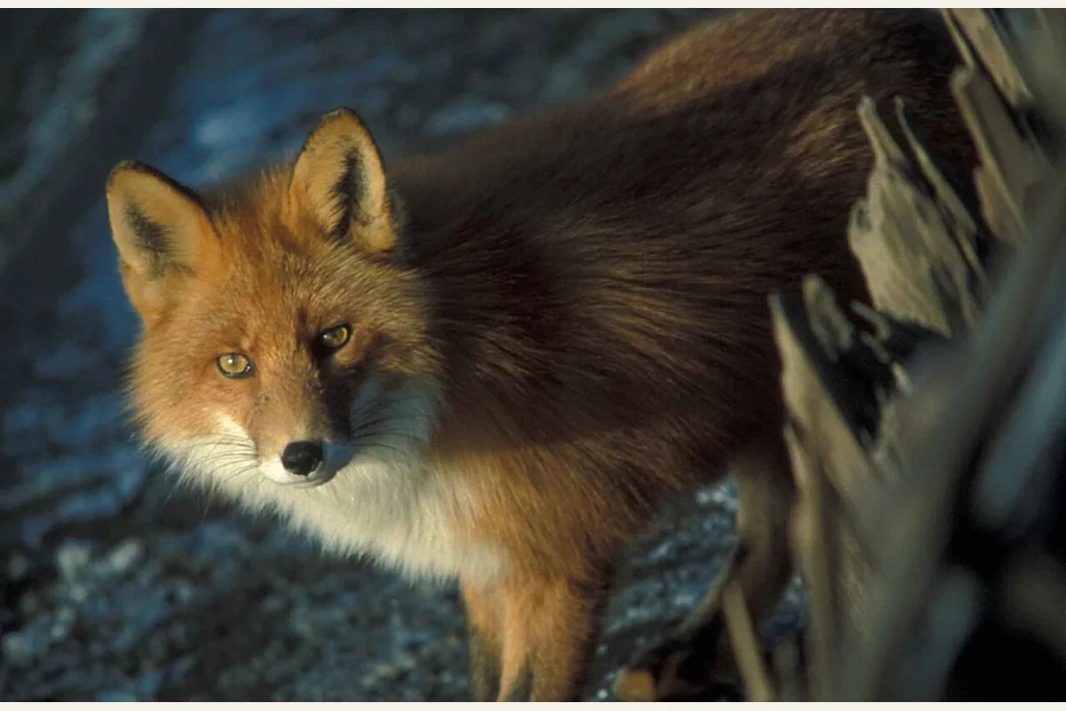 Photograph of a red fox in a natural setting.