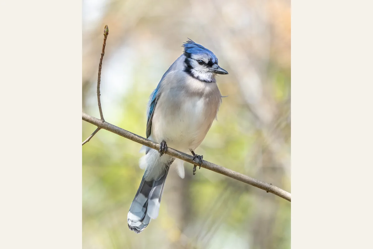 Photograph of a blue jay showing its blue, black, and white plumage.