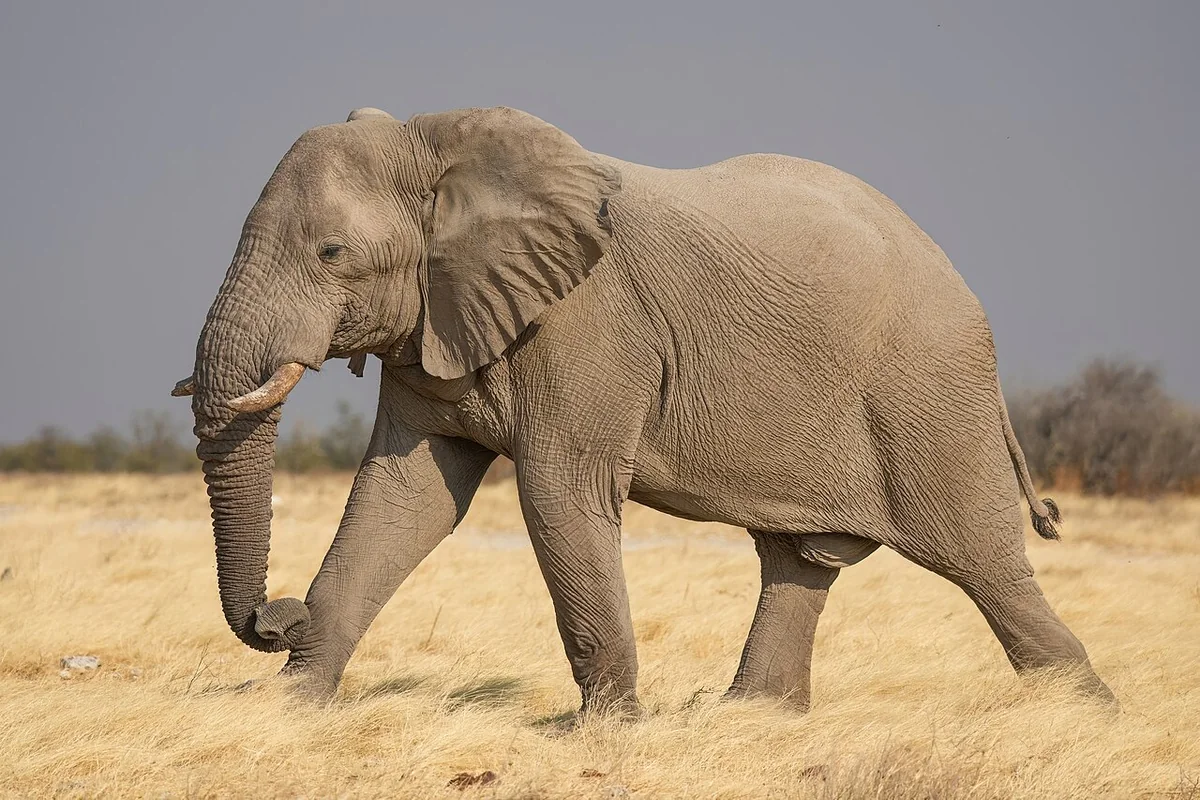 Photograph of an African bush elephant walking in open habitat.