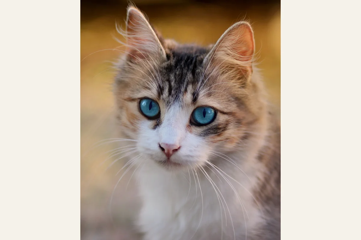 Photograph of a black tabby and white cat looking toward the camera.