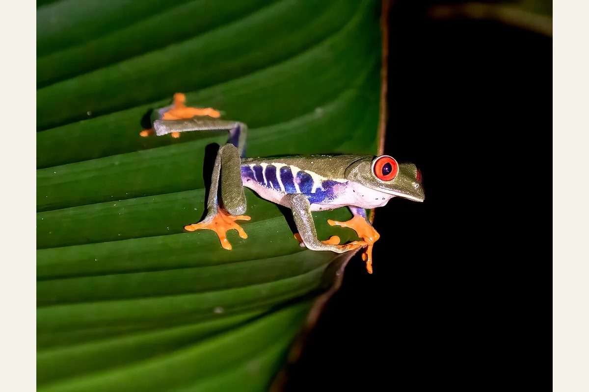 Photograph of a red-eyed tree frog resting on a green leaf.